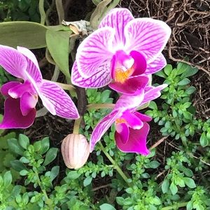 Meet your Posher, Maira